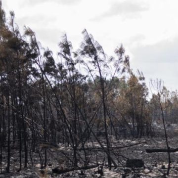 114428c0-a526-419a-af49-66d038de1cfc Défis et Stratégies de Reforestation Après les Incendies en Gironde