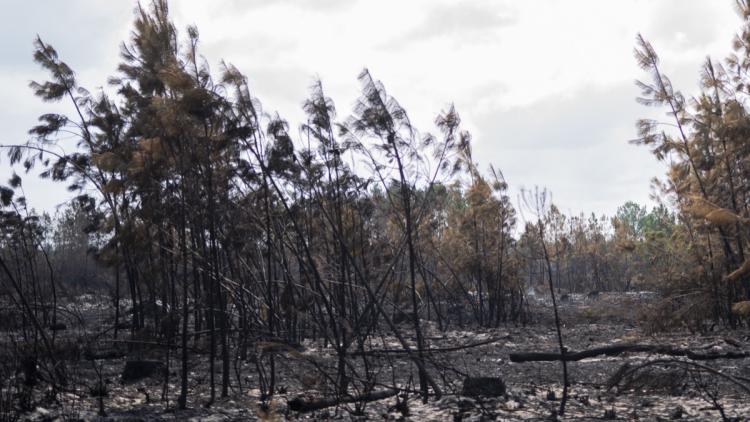 114428c0-a526-419a-af49-66d038de1cfc Défis et Stratégies de Reforestation Après les Incendies en Gironde