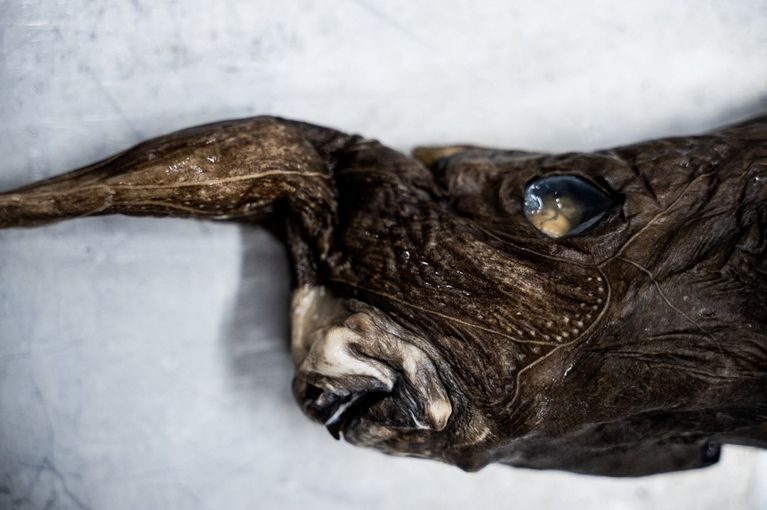 COSTA RICA-ENVIRONMENT-ANIMAL-SHARK Découverte d’une Nouvelle Espèce de Requin Fantôme au Costa Rica