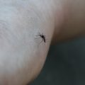 Les Canicules Réduisent la Présence de Moustiques en France