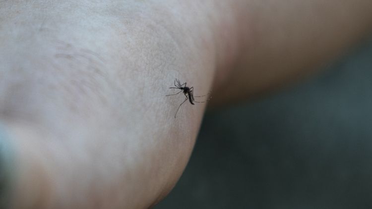 127c4c62-9701-4d8d-89c8-d28cca1440da Les Canicules Réduisent la Présence de Moustiques en France