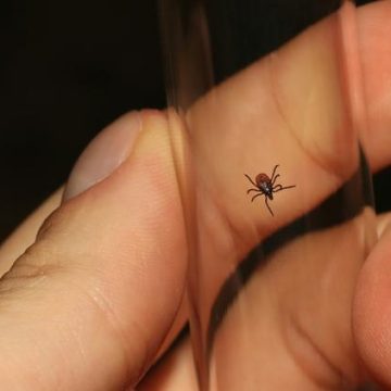 Prolifération inquiétante du virus Powassan aux États-Unis