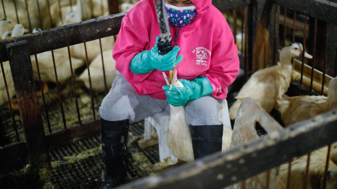 Opposition en France à l&rsquo;interdiction brésilienne du foie gras
