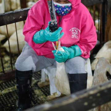 2956e30d-17f1-4a28-acd8-f23275c5be27 Opposition en France à l’interdiction brésilienne du foie gras