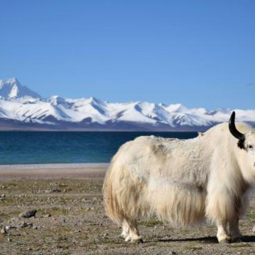296bf1c5-0fc4-4605-8bdc-0def010f3af8 Clonage de yacks au Tibet : un projet pour préserver l’espèce