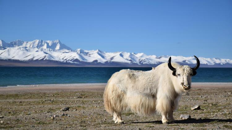 296bf1c5-0fc4-4605-8bdc-0def010f3af8 Clonage de yacks au Tibet : un projet pour préserver l’espèce