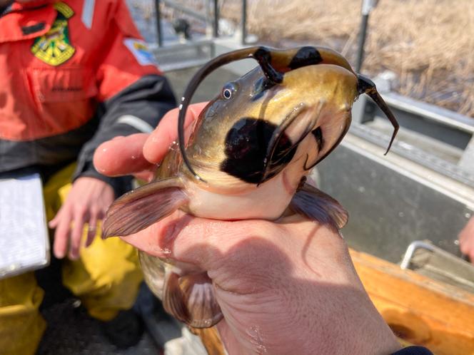 2c5b2103-981b-4d74-ba55-2d06021d6b75 Découverte d’un cancer transmissible chez les poissons-chats du lac Memphrémagog