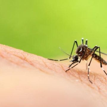 Chikungunya et Autres Virus Transmis par les Moustiques en France