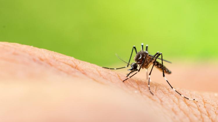 2cd70c8d-a8f6-4e11-a889-6096e5a83d50 Chikungunya et Autres Virus Transmis par les Moustiques en France