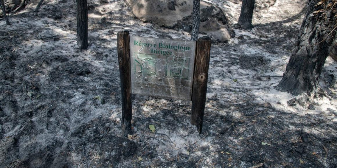 Le défi de la préservation des écosystèmes en Seine-et-Marne après les incendies