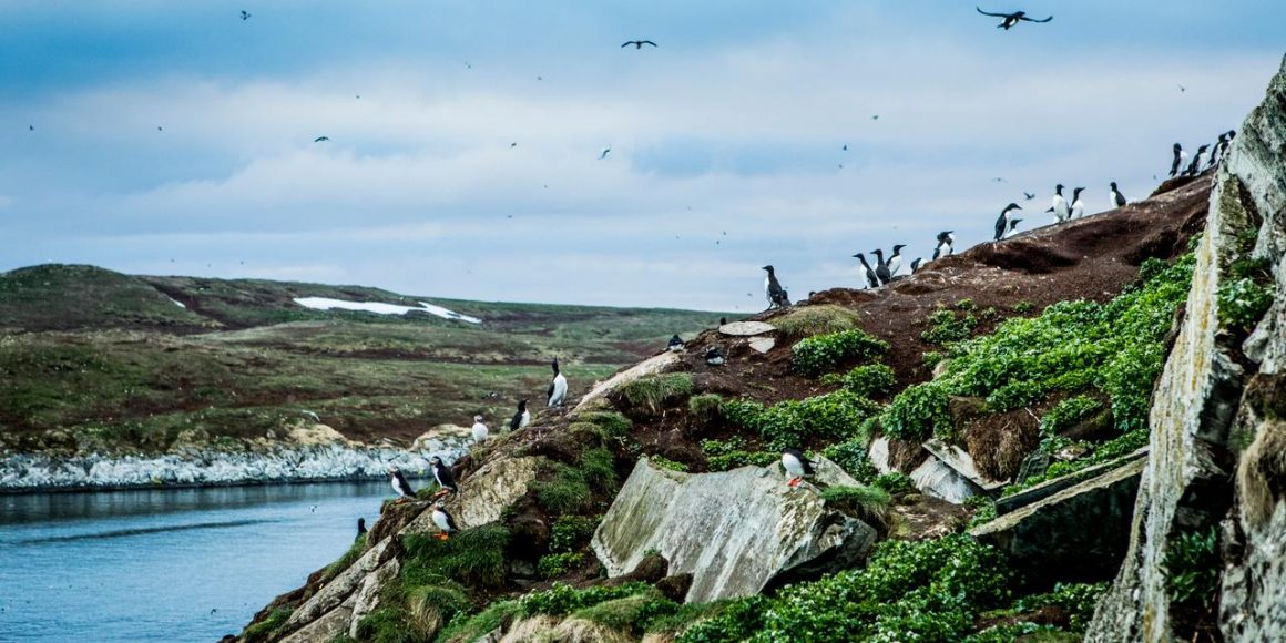 Exploration au-delà du cercle polaire: la biodiversité sur l&rsquo;île de Hornoya
