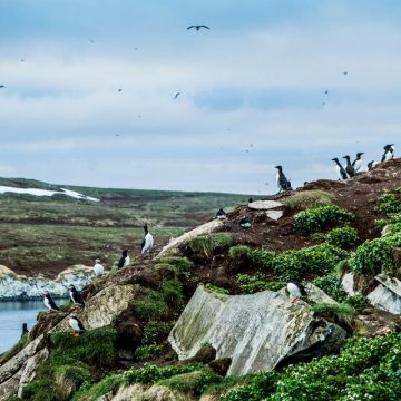 Exploration au-delà du cercle polaire: la biodiversité sur l&rsquo;île de Hornoya