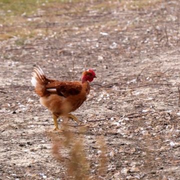 Impact de la Chaleur sur l&rsquo;Élevage Avicole Français: Défis et Réponses
