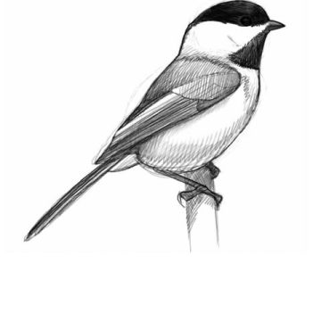 3733b2c1-4a65-4210-817a-1f780a3cb3a7 L’Art de Dessiner les Oiseaux par David Sibley