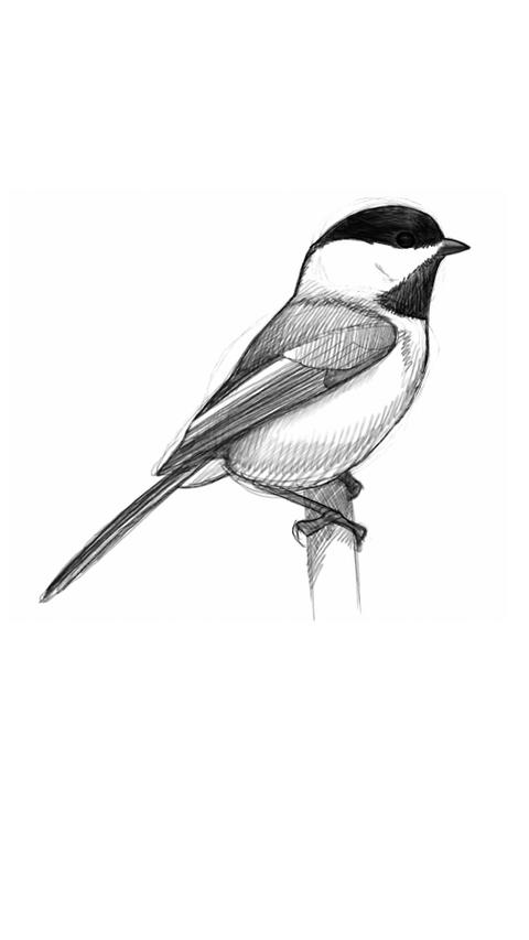 3733b2c1-4a65-4210-817a-1f780a3cb3a7 L’Art de Dessiner les Oiseaux par David Sibley