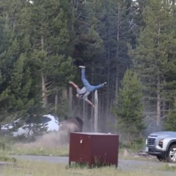 3933b363-d982-45fa-a8be-7e891ae048d5 Incident avec un bison dans le parc de Yellowstone