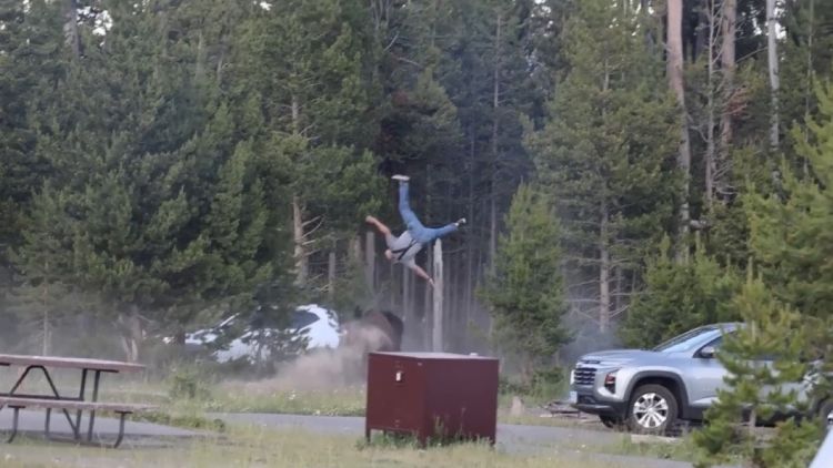 3933b363-d982-45fa-a8be-7e891ae048d5 Incident avec un bison dans le parc de Yellowstone