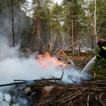 40c9941d-3580-4aa9-b3f4-a9893100a48c Incendies en forêt de Fontainebleau : la situation actuelle