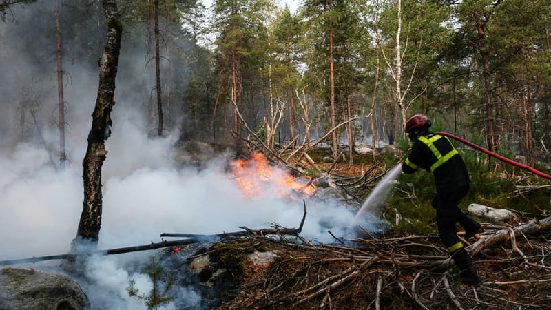 40c9941d-3580-4aa9-b3f4-a9893100a48c Incendies en forêt de Fontainebleau : la situation actuelle