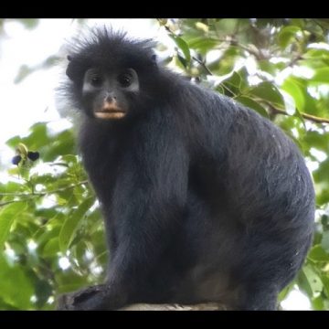 47a45825-97ab-4739-bdea-44f368d43da9 Identification d’une nouvelle espèce de primate en RDC