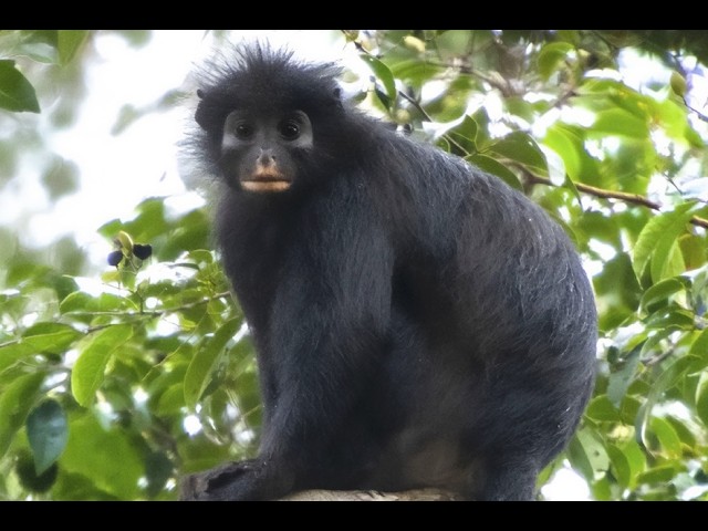 47a45825-97ab-4739-bdea-44f368d43da9 Identification d’une nouvelle espèce de primate en RDC