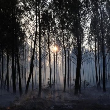 487eecf0-ad40-45c9-aa4b-e89a027b2745 Engie investit 25 millions d’euros dans la régénération des forêts