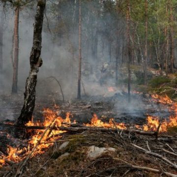 4cc84924-eafb-44bc-82ca-332aa29a69cf Incendies dans la forêt de Fontainebleau : Enquête en cours
