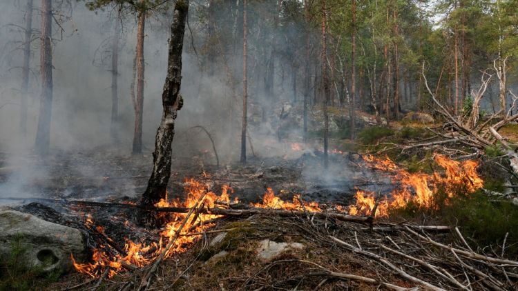 4cc84924-eafb-44bc-82ca-332aa29a69cf Incendies dans la forêt de Fontainebleau : Enquête en cours