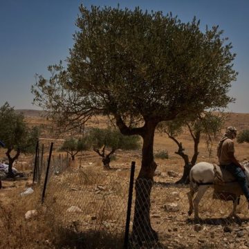 Palestinians West Bank Settlers Photo Essay Taybeh, un village chrétien menacé par les colonies israéliennes