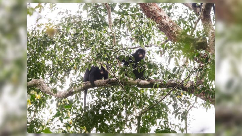 7c445325-8fdf-440b-84ba-ee6db3e64761 Une nouvelle espèce de singe découverte en République démocratique du Congo