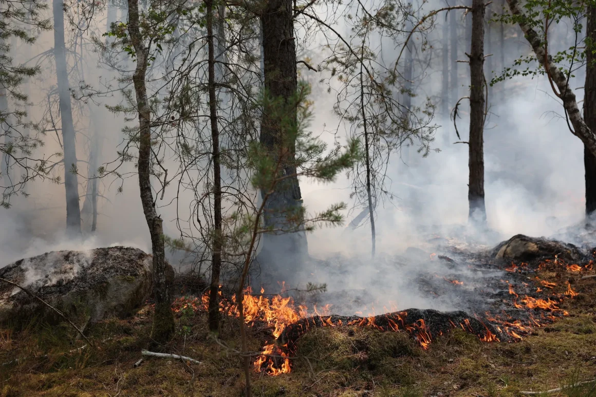 7fe49147-8276-428a-9a8f-8b2e533415c5 Incendie dévastateur dans la forêt de Fontainebleau : impact sur la biodiversité