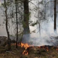 Incendie dévastateur dans la forêt de Fontainebleau : impact sur la biodiversité