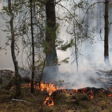 7fe49147-8276-428a-9a8f-8b2e533415c5 Incendie dévastateur dans la forêt de Fontainebleau : impact sur la biodiversité