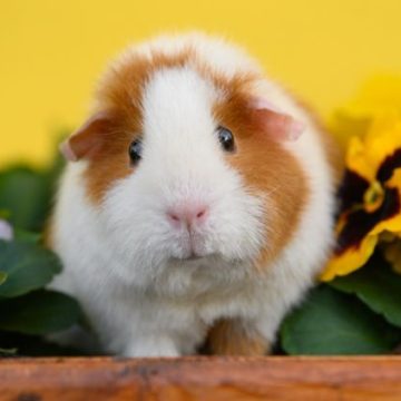 Un couple gallois élèvera des cochons d&rsquo;Inde pour la consommation