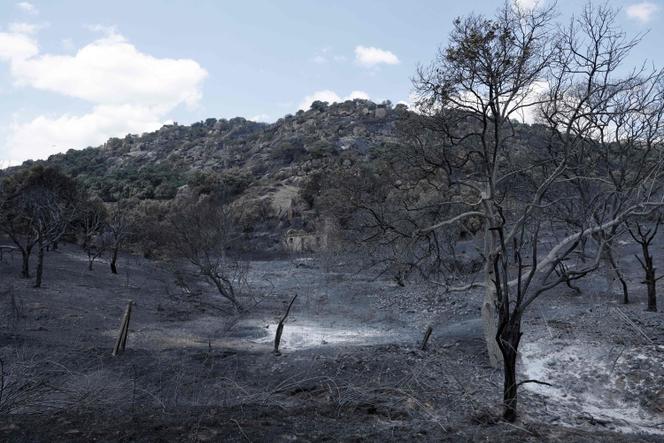 81a70f4c-e1a0-40d6-9d29-41d0b3cb28d4 Les incendies en Espagne : Une crise écologique sans précédent