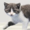 La Montée du Clonage des Animaux de Compagnie