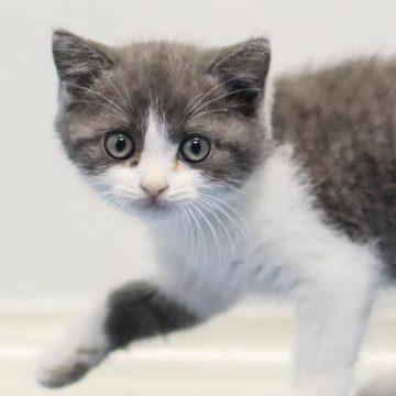 La Montée du Clonage des Animaux de Compagnie