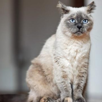 8c7e0d2d-6843-4ec3-aa0e-3bc06e3fedf3 Un chat âgé revendique le record de longévité