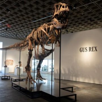 915dc145-9189-4f9a-9060-a15bd9b8a1f3 Un squelette de T-Rex vendu à un prix record