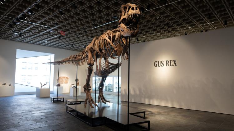915dc145-9189-4f9a-9060-a15bd9b8a1f3 Un squelette de T-Rex vendu à un prix record