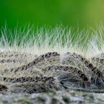 92595401-47ea-4e32-bd42-ccdce67b577c Les dangers des chenilles urticantes en France