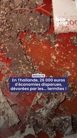 987da742-e7e8-4353-93cc-93781f7dd7d4 Des termites dévorent les économies d’une jeune femme en Thaïlande