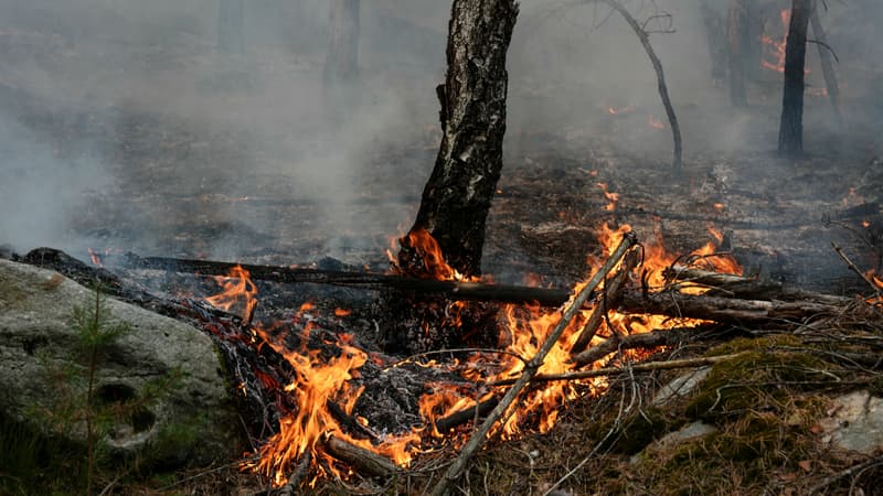 98956e6c-b3c1-496f-b698-1af1f6c6c4a8 Incendie de forêt à Fontainebleau : mobilisation pour sauver la faune locale