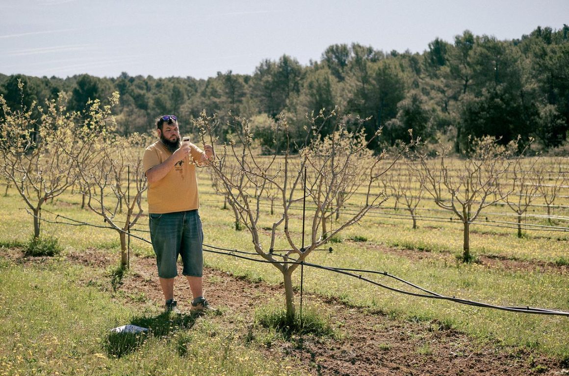 9b75e79e-ffd4-44e3-9a79-a17e8c9283e3 Le retour de la pistache en Provence : une adaptation au changement climatique