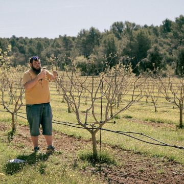 9b75e79e-ffd4-44e3-9a79-a17e8c9283e3 Le retour de la pistache en Provence : une adaptation au changement climatique