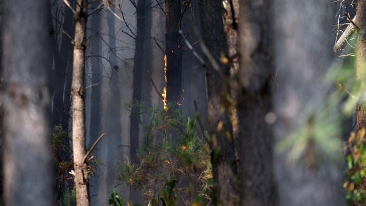 9df3bc0e-327e-41f6-a7e3-f6639d2f2e61 Sanctions sévères pour les incendies volontaires en France