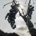 Les défis du vignoble français face aux conditions climatiques extrêmes
