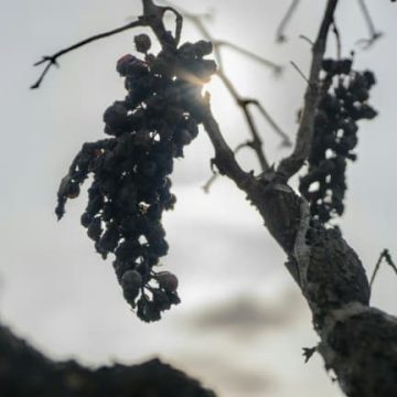 Les défis du vignoble français face aux conditions climatiques extrêmes