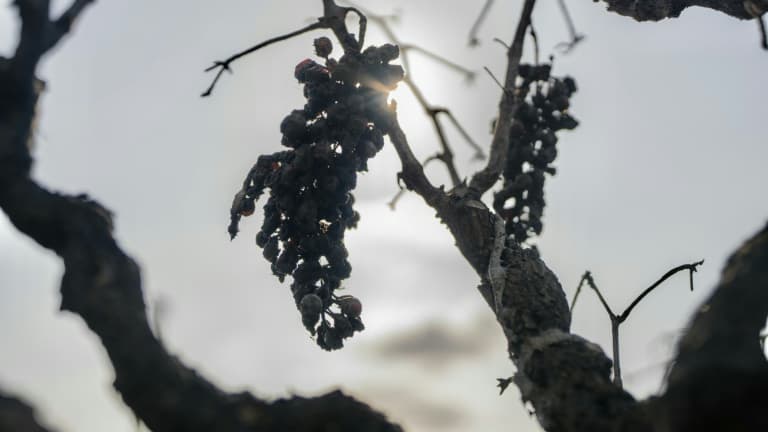 a839d51c-770d-4a84-9916-dc56287a647a Les défis du vignoble français face aux conditions climatiques extrêmes