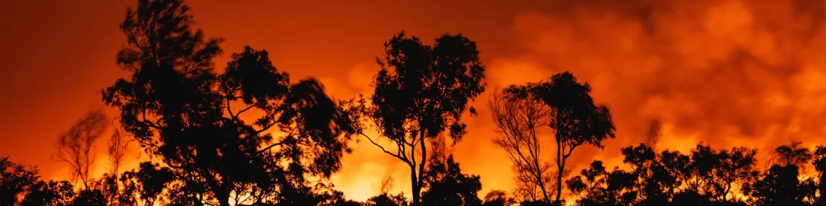Un incendie majeur menace le massif de Fontainebleau